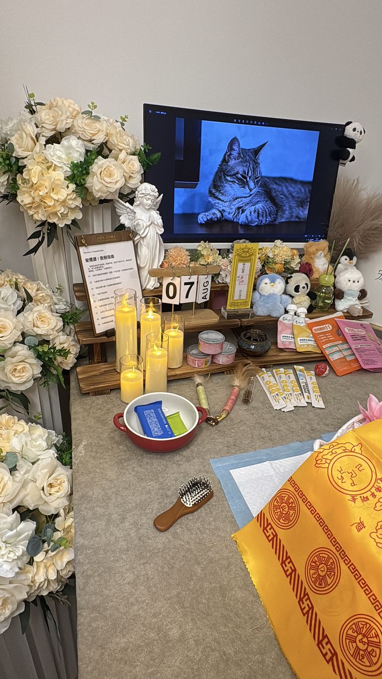 榆林养宠家庭：宠物突然食欲下降，可能是身体在报警